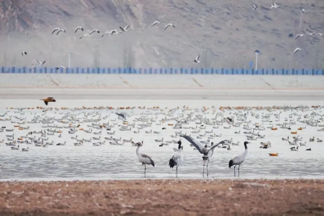 冬游拉萨，邂逅一场雪域暖阳的浪漫