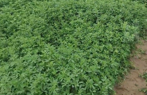 塔克拉玛干沙漠种上了大片苜蓿 以庄稼为颜料绘就同心圆