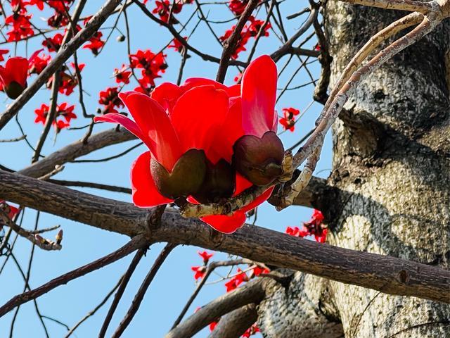 木棉树花