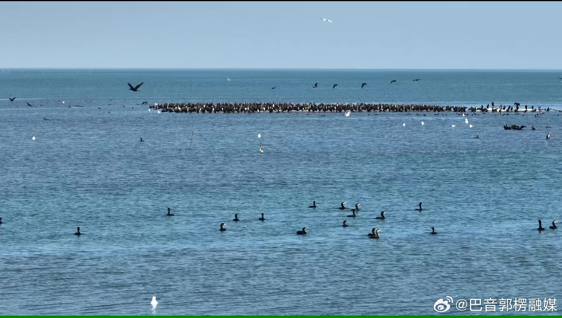 【新疆博斯腾湖迎来候鸟迁徙高峰 数万水鸟翔集湖面】眼下正值秋季候鸟南