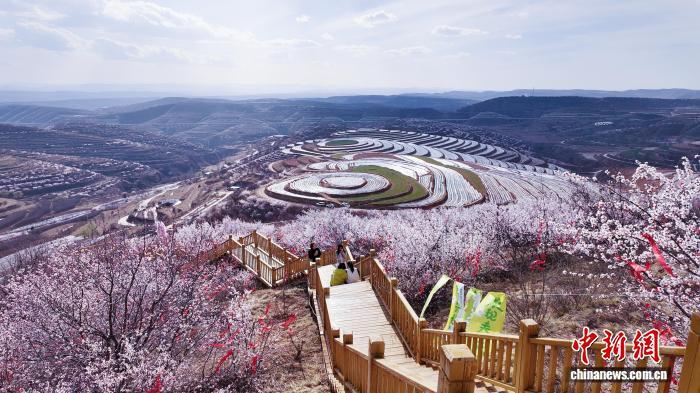 4月2日，宁夏固原市彭阳县金鸡坪梯田公园，漫山遍野的花海吸引各地游客前来观赏。石茹玉 摄