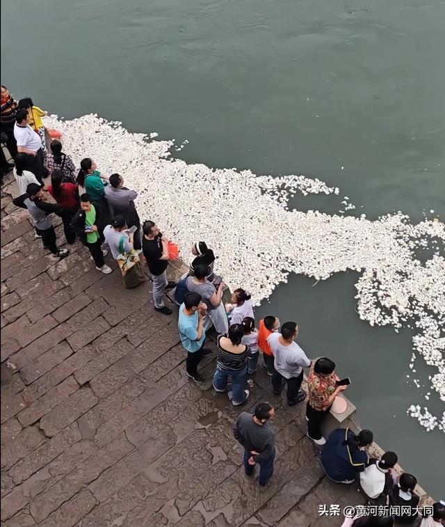 ▲游客在合江门喂鱼。图/极目新闻