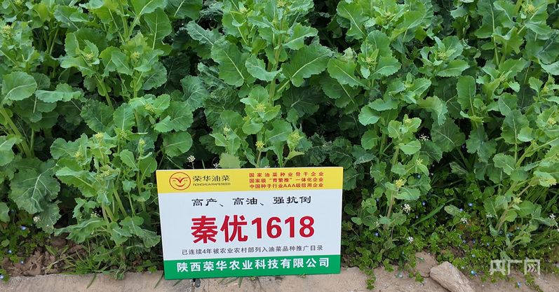 优质杂交油菜品种秦优1618(央广网记者 苏睿楠 摄)