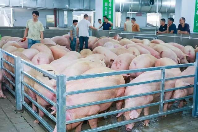 终端客户在代宰前置交易栏挑选毛猪