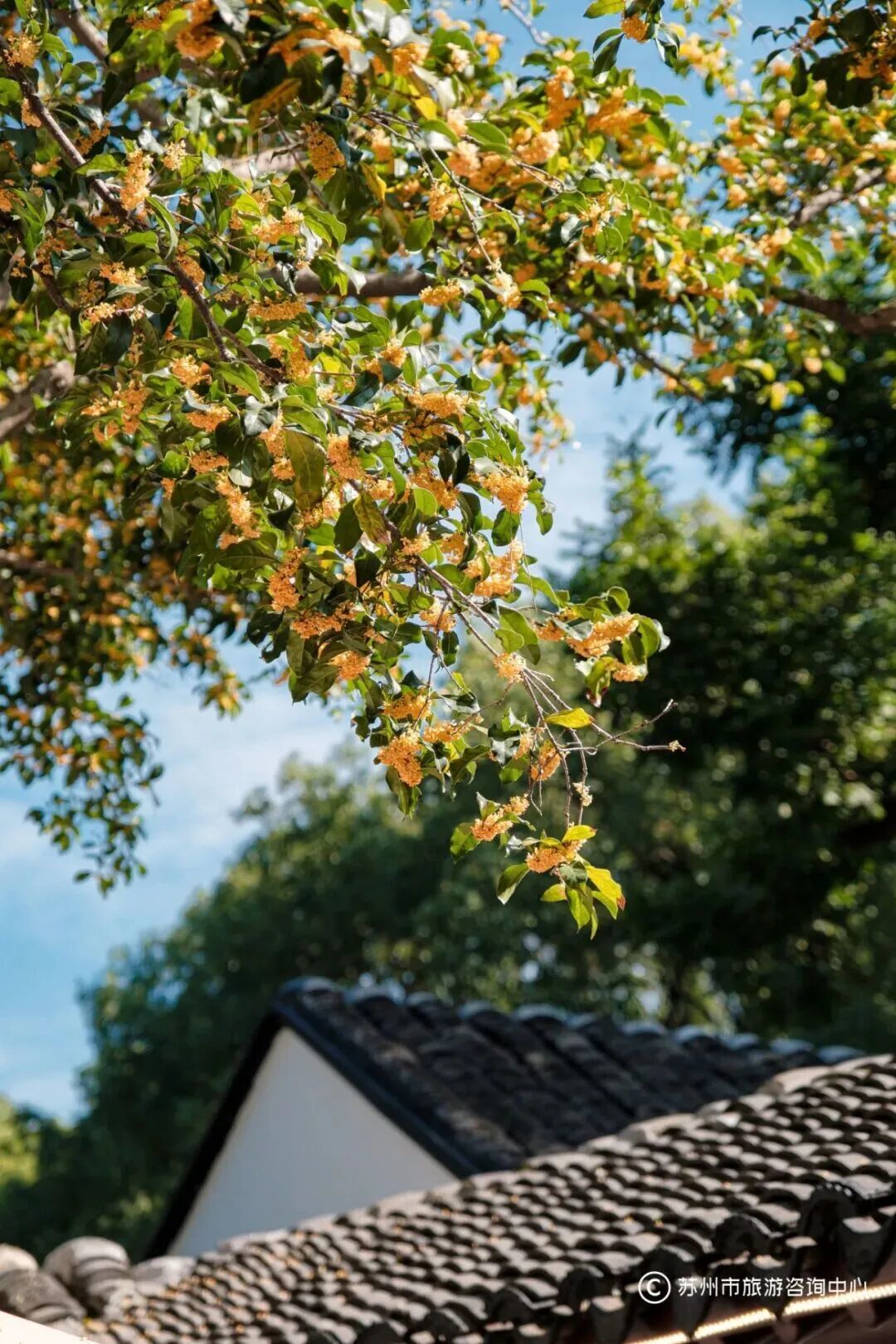 桂花.jpg