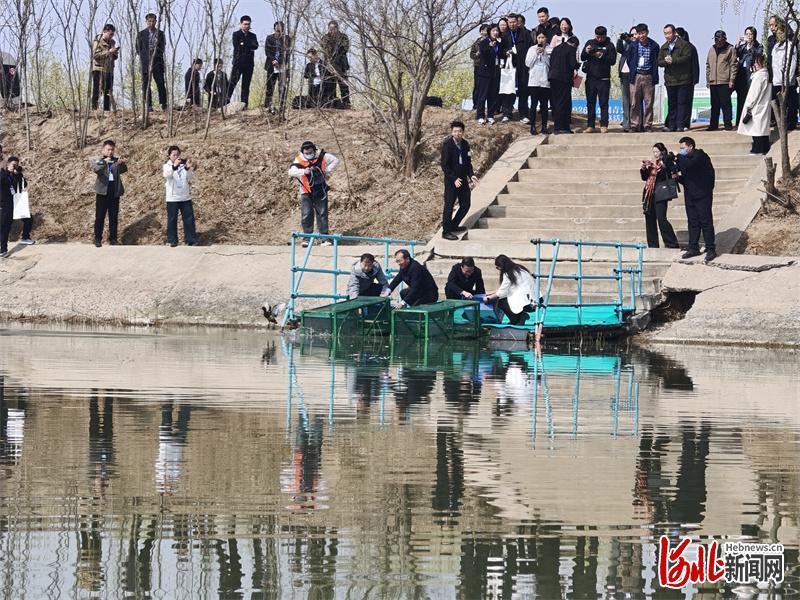4月2日上午，全球首次青头潜鸭野化放飞活动在衡水湖举行。图为放飞现场。河北日报记者 焦磊 摄