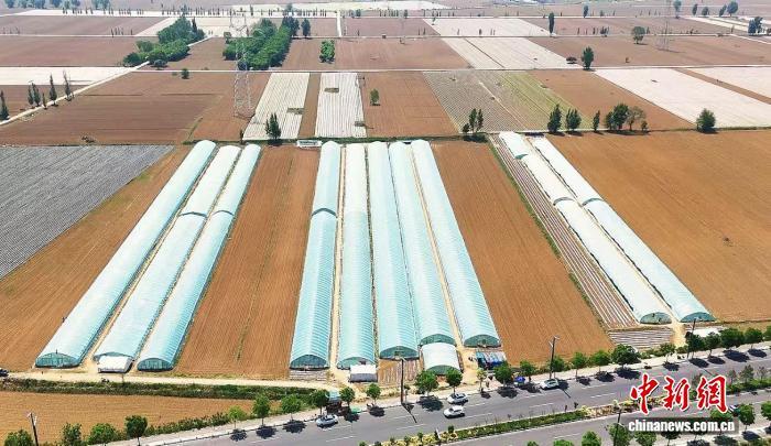 走进山西省忻州市忻府区北义井乡安邑村连片香瓜种植基地，一座座标准化种植大棚错落有致。赵曼君 摄