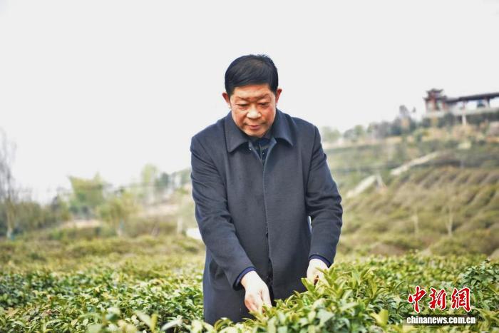 堰河村党委书记闵洪艳在村里发展茶产业(资料图)。受访者 供图