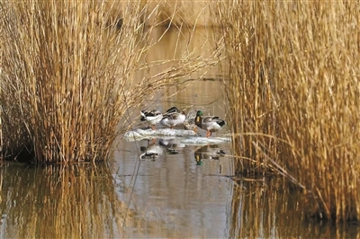 南海子公园的候鸟