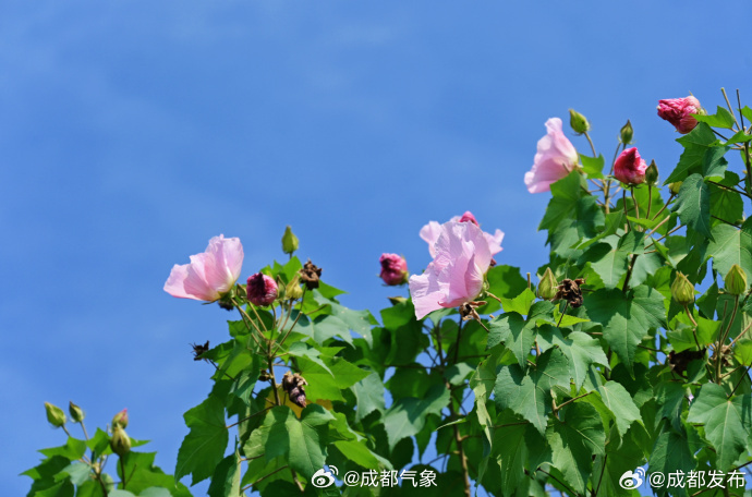 【#成都芙蓉进入最佳观赏期#！送你一片美景】进入秋天后，枝头上的热闹