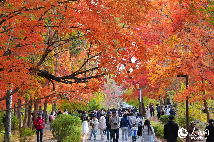10月14日,市民游客在长春南湖公园乐享秋日时光。人民网记者 李洋摄