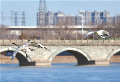 数只白天鹅掠过卢沟桥晓月湖