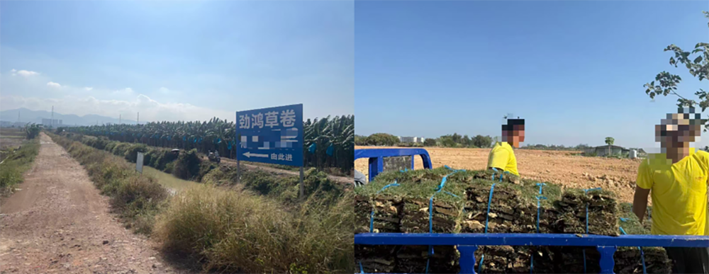 融通潼湖农场内草卷广告牌和工人作业。受访者供图