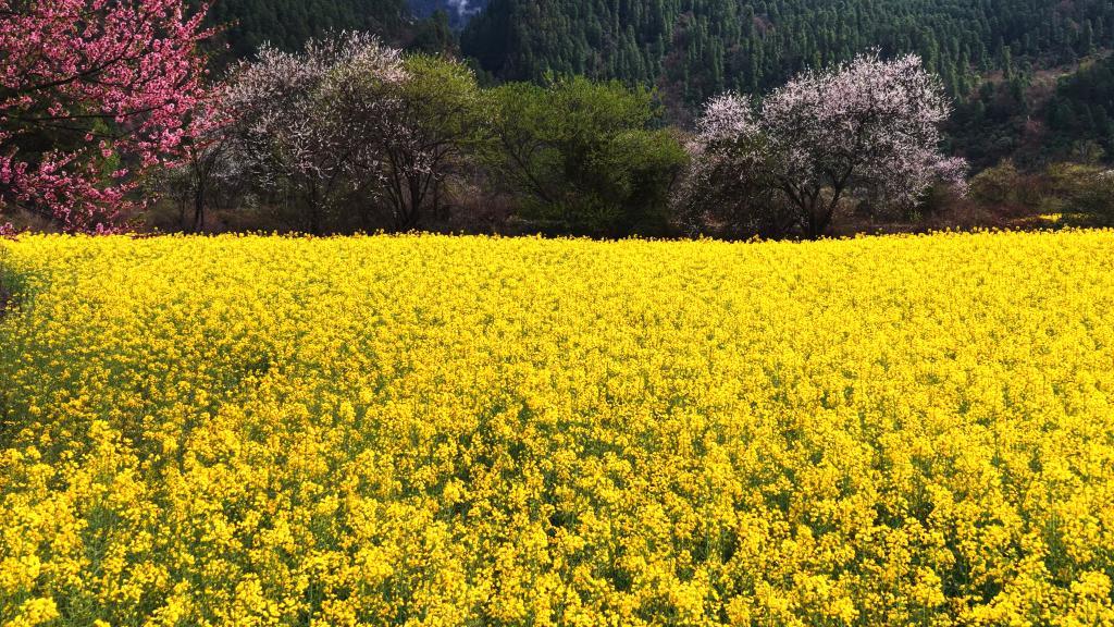 西藏林芝市波密县易贡乡，油菜花与桃花迎春绽放。新华社记者 普布次仁 摄