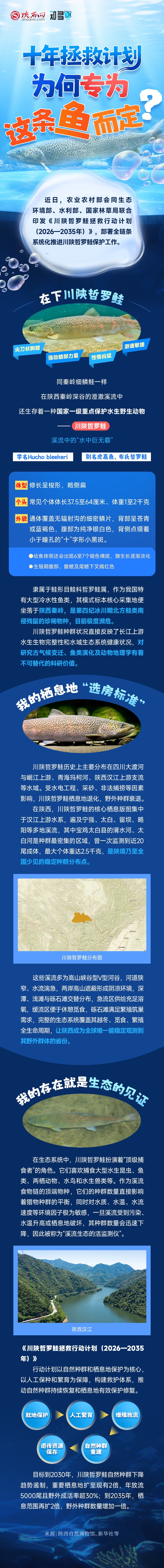 川陕哲罗鲑