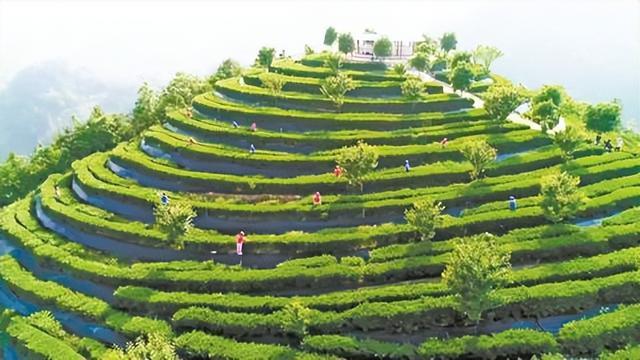 万源市东西部协作高标准富硒茶基地。