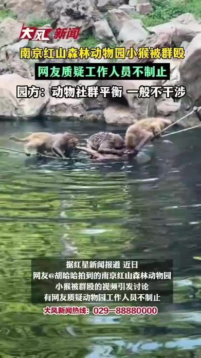 南京红山森林动物园小猴被群殴，网友质疑工作人员不制止，园方：动物社群平衡 一般不干涉