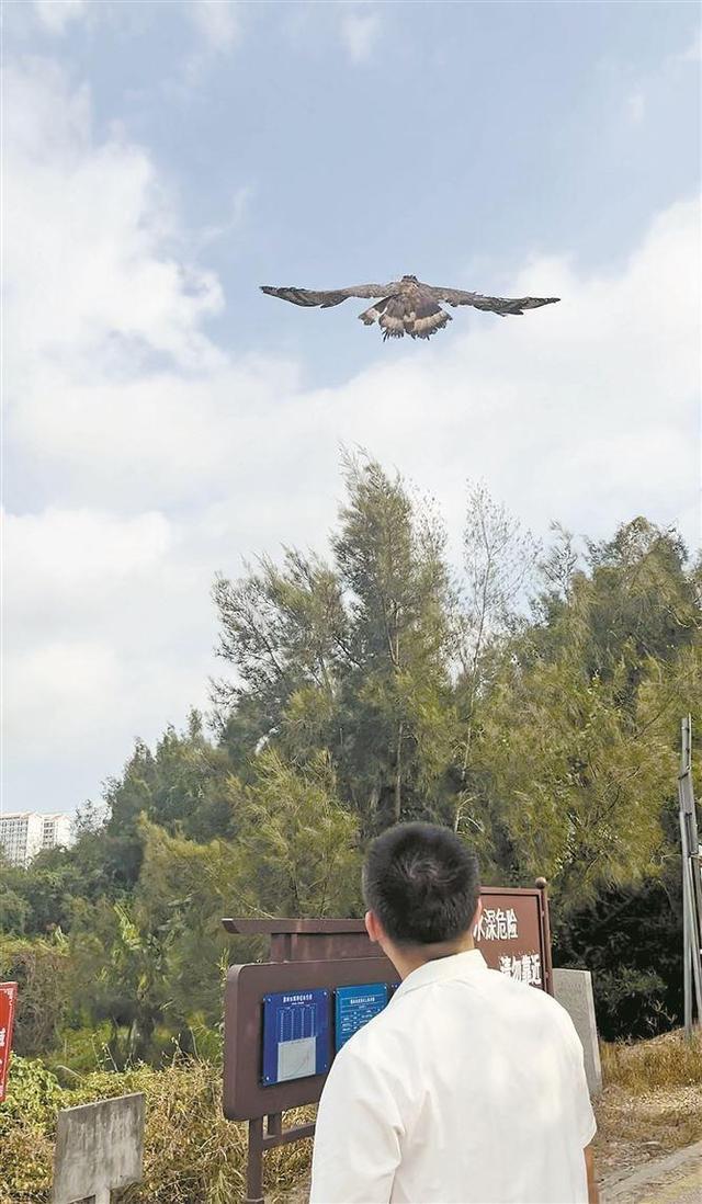 蛇雕重返蓝天。