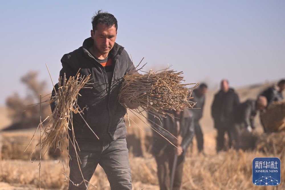 ↑ 在新疆和田地区墨玉县喀瓦克乡周边沙漠，当地农民在铺设草方格（1月11日摄）。