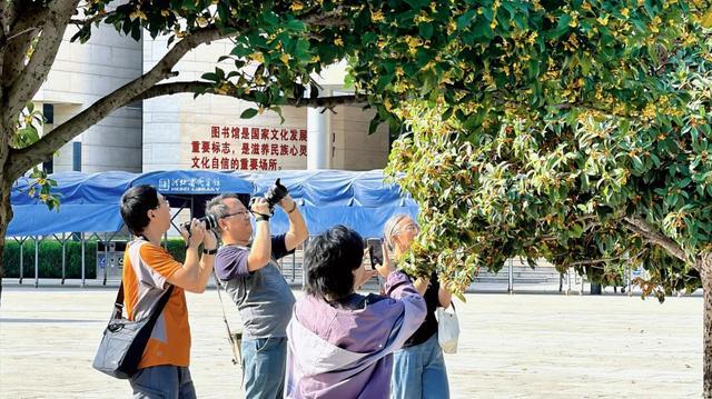 市民纷纷把镜头对准了桂花。 通讯员 陈帅 摄