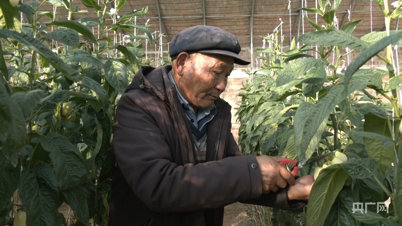 李应川在自家大棚打理人参果树(央广网记者 寇刚 摄)