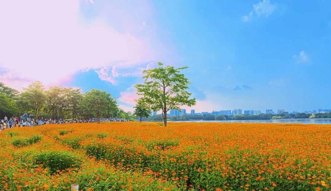 海珠湖花海(赵晓伟)4.jpg