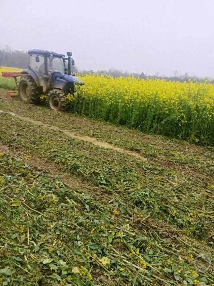 成片油菜被压毁。受访者供图