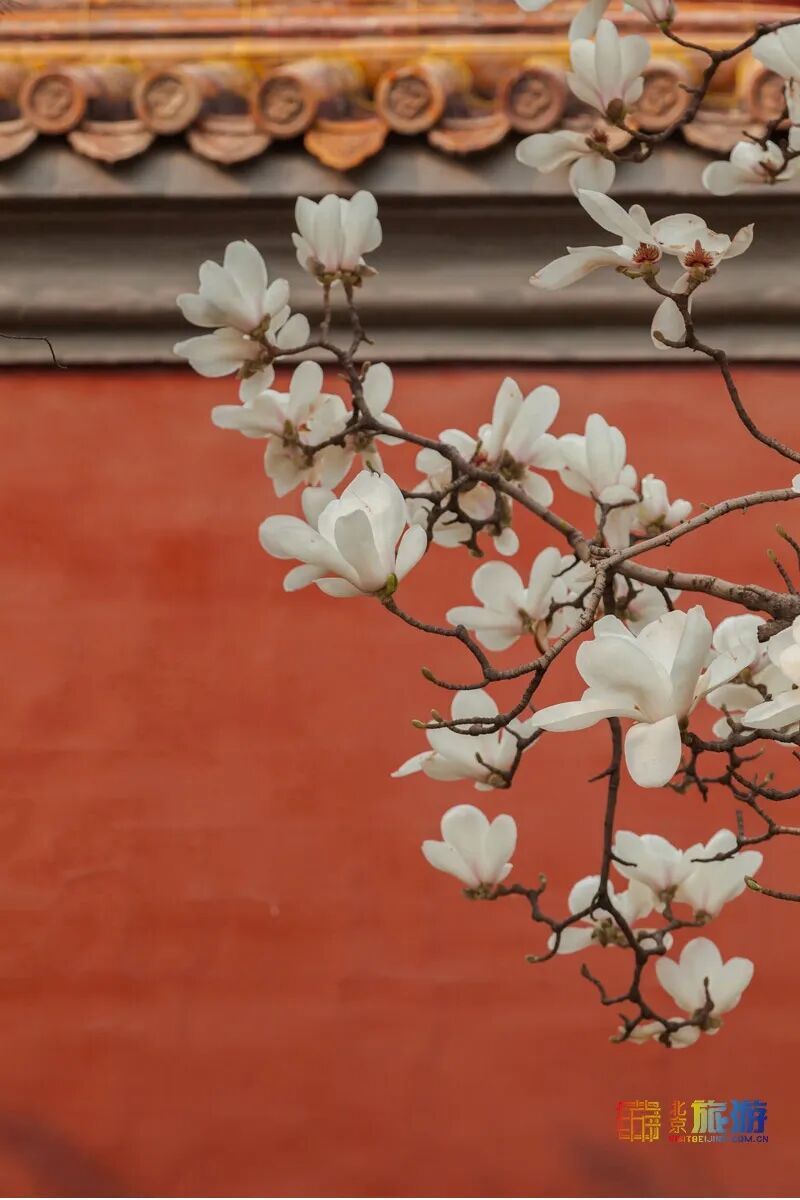 2021北京春季赏花：玉兰花