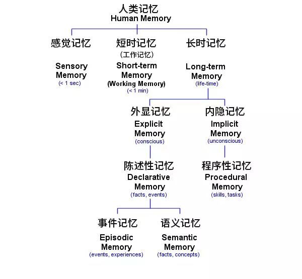记忆的分类丨图源 Luke Mastin