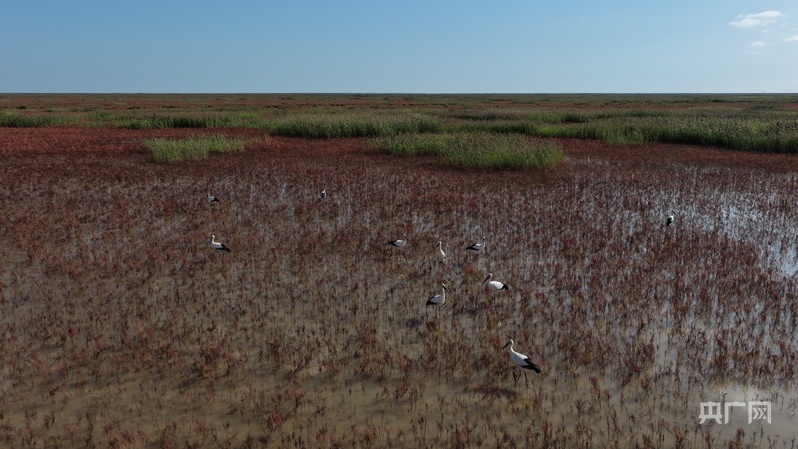 上图为2023年2月,山东黄河三角洲国家级自然保护区正在进行翅碱蓬机械撒种。下图为2025年8月,修复后的生态环境吸引了包括东方白鹳在内的多种鸟类前来觅食。(央广网发 杨斌 摄)