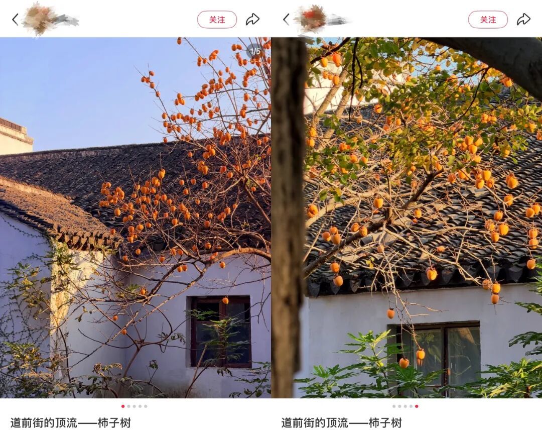 道前街柿子1_副本.jpg
