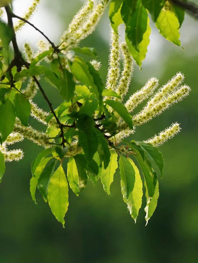 橉木开花