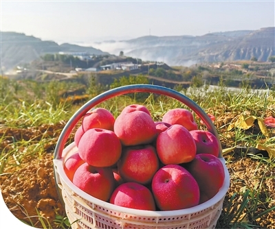 张炳贵种出的沙地苹果。横山区委宣传部供图
