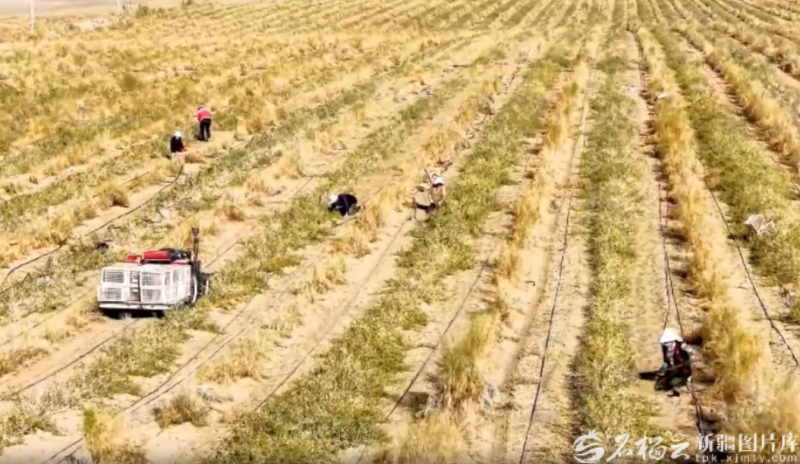 洛浦县肉苁蓉秋季采收现场（资料图片）。洛浦县融媒体中心供图