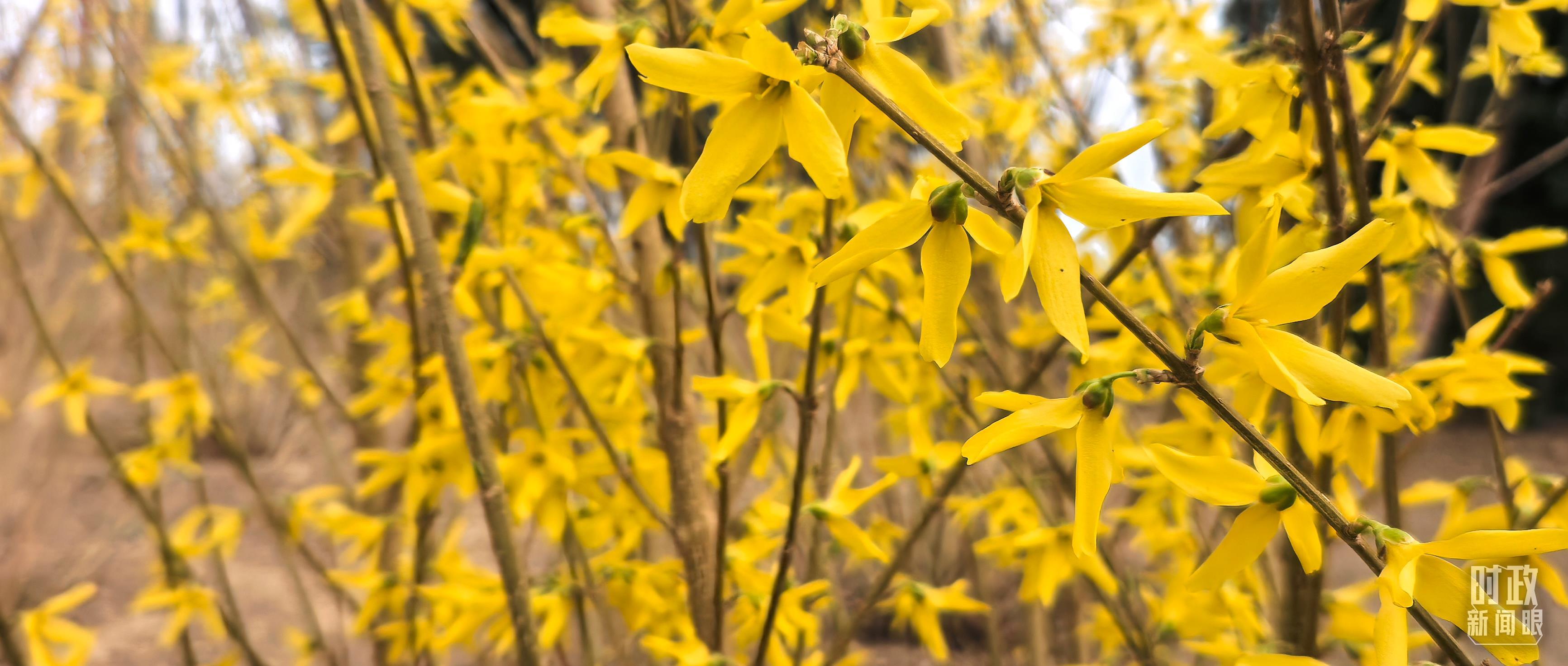 △昌平区百善镇植树点春意盎然。（总台央视记者范凯拍摄）
