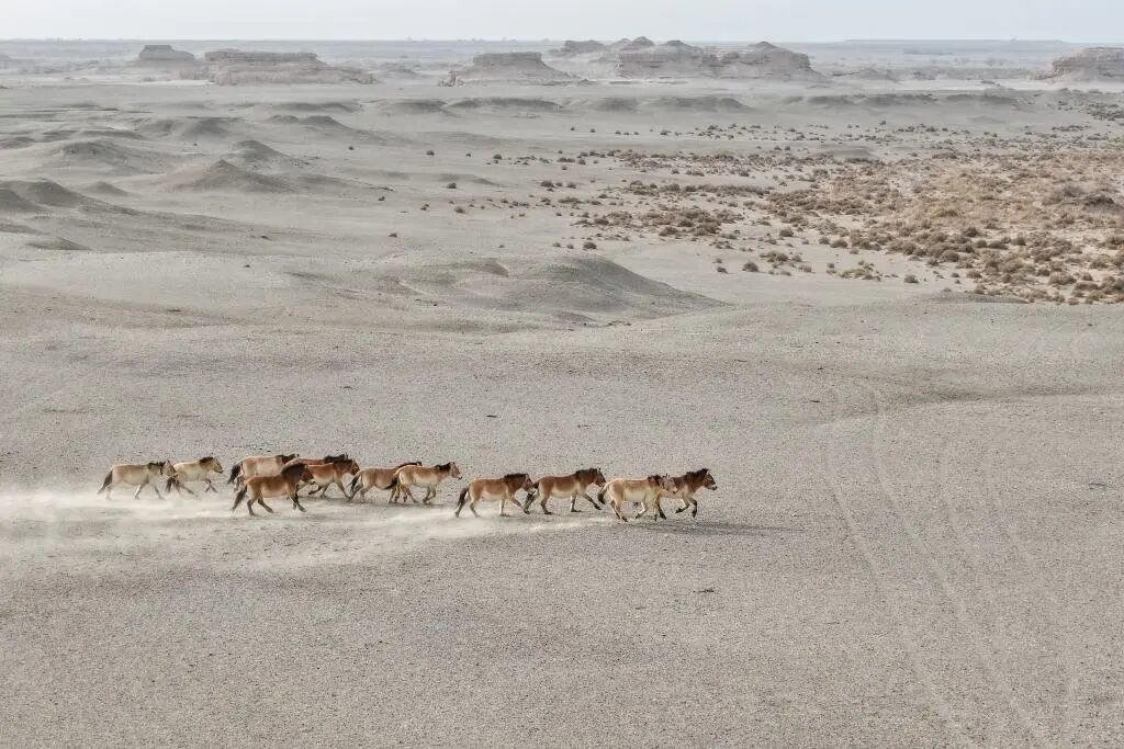 一群普氏野马在甘肃敦煌西湖国家级自然保护区的戈壁荒漠上奔跑（无人机照片）新华社记者　郎兵兵　摄