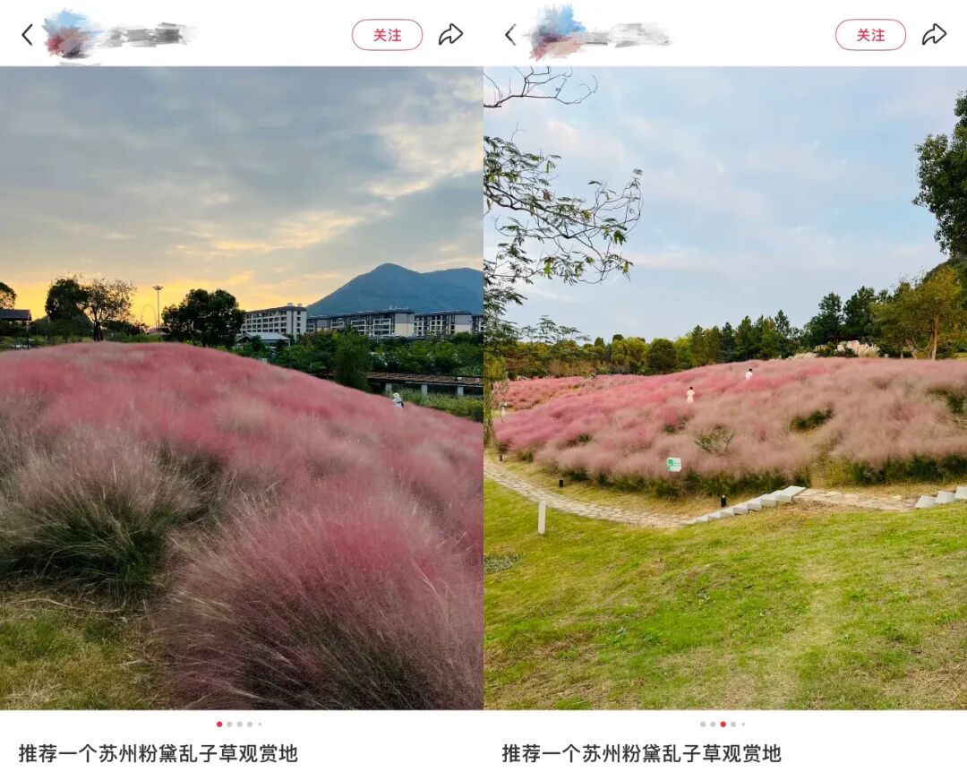 粉黛乱子草_副本.jpg