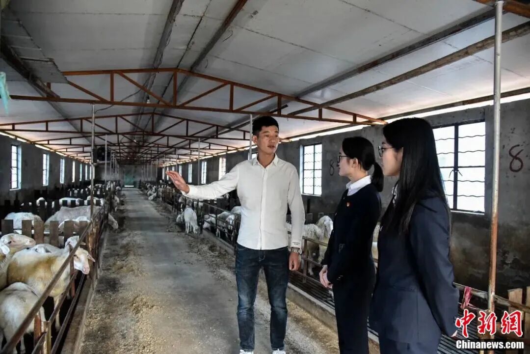 湖州南浔世荣湖羊养殖家庭农场。 南浔宣传部 供图