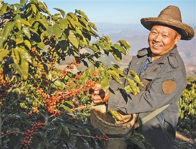 图为李金合在咖啡园采摘咖啡果。　