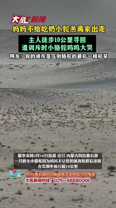 妈妈不给吃奶，小驼羔离家出走，主人徒步10公里寻回，遭训斥时小骆驼呜呜大哭，网友：你的训斥是压倒骆驼的最后一根稻草