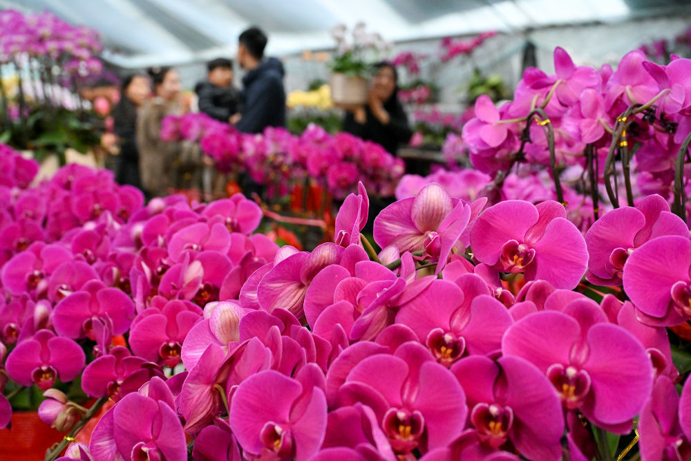 ↑ 2月15日，人们在河南省商丘市睢阳大道一处花卉市场选购鲜花。新华社发（李恒摄）