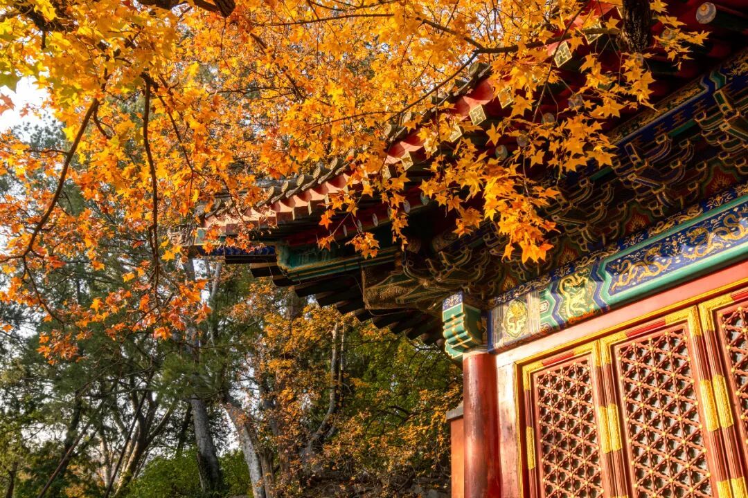 摄图网_504647938_北京香山公园秋季枫叶_(企业商用).jpg