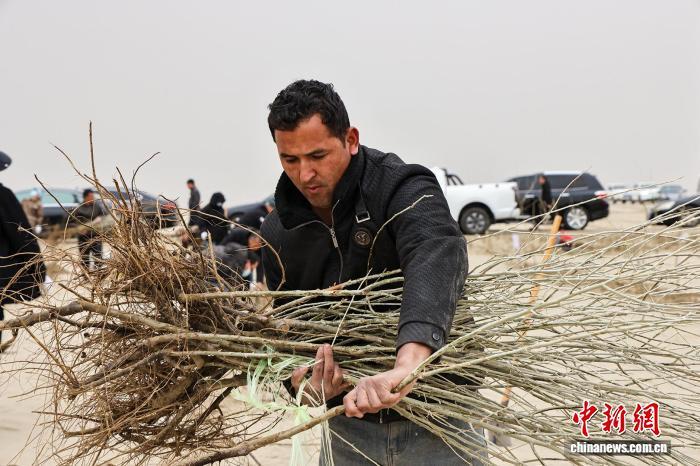 民众搬运捆扎整齐的树苗。许晓龙 　摄