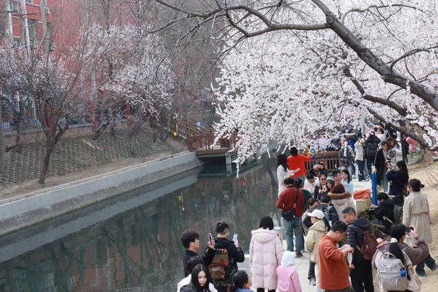 3月14日,北京朝阳区十里堡二道沟的山桃花吸引众多游客打卡。王宁摄