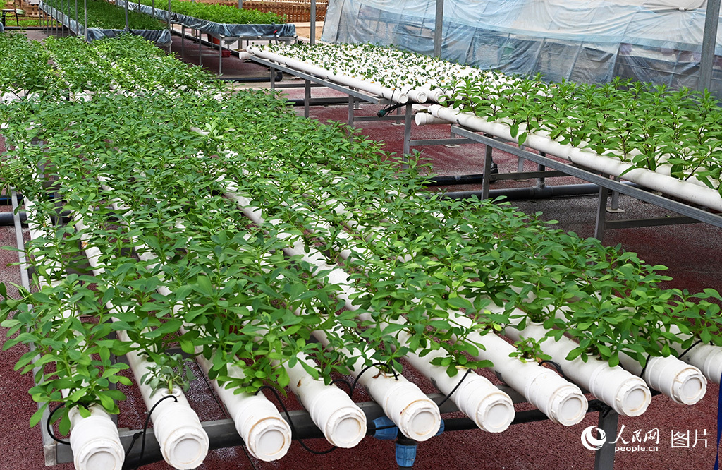9月22日,河南省洛阳市孟津区京孟种植专业合作社的基地内,水培作物养心菜长势正旺。人民网记者 王玉兴摄