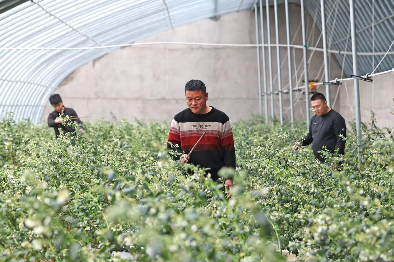 祝家沟村温室大棚(葫芦岛日报社 田嘉 摄)