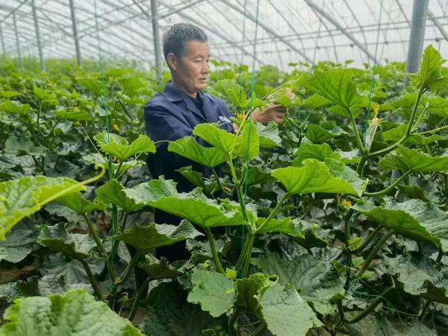 山东寿光&middot;兴安农垦现代设施农业产业园