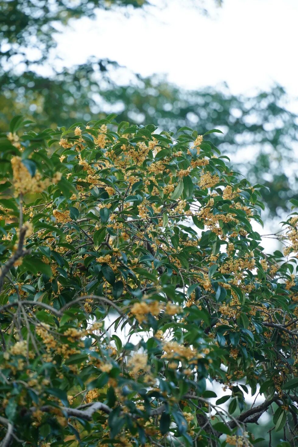 5d33a95egy1ihtyzjamuzj220w31cx6r.jpg