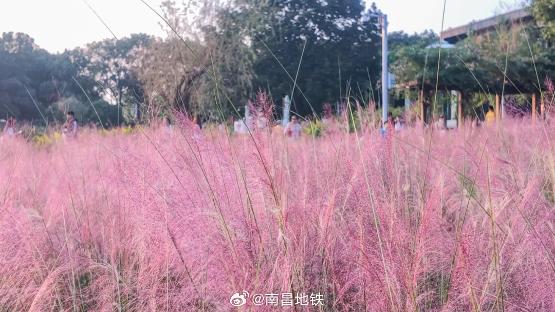 【地铁直达，打卡艾溪湖“粉色云雾”】#乘着地铁游南昌# 秋日到来，南