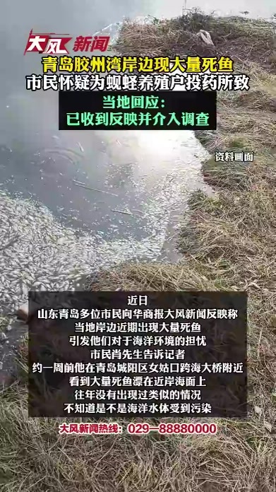 青岛胶州湾岸边现大量死鱼，市民怀疑为蚬蛏养殖户投药所致 当地回应：已收到反映并介入调查